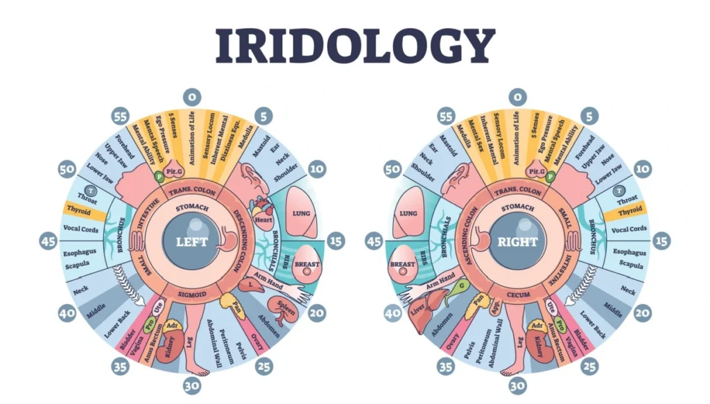 iridology chart